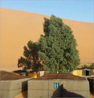 Merzouga Desert Camps